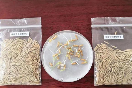 和嫦娥五號一起“上天”的水稻種子發(fā)芽了！