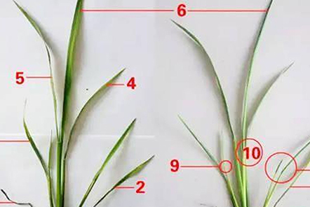水稻7個(gè)葉是什么意思？