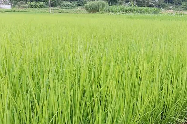 水稻苗徒長跟種子有關(guān)嗎？水稻苗徒長原因有3種，應(yīng)對癥采取措施