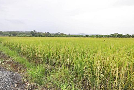 谷城退休老漢追逐農(nóng)機(jī)夢(mèng)！